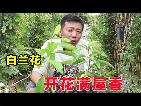 白玉蘭花種植禁忌|園藝達人栽培術：纖纖玉指－玉蘭花